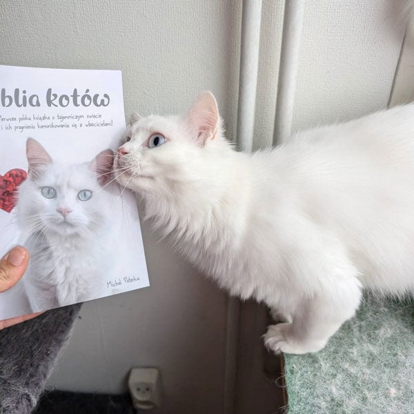 Kot obok Biblii kotów